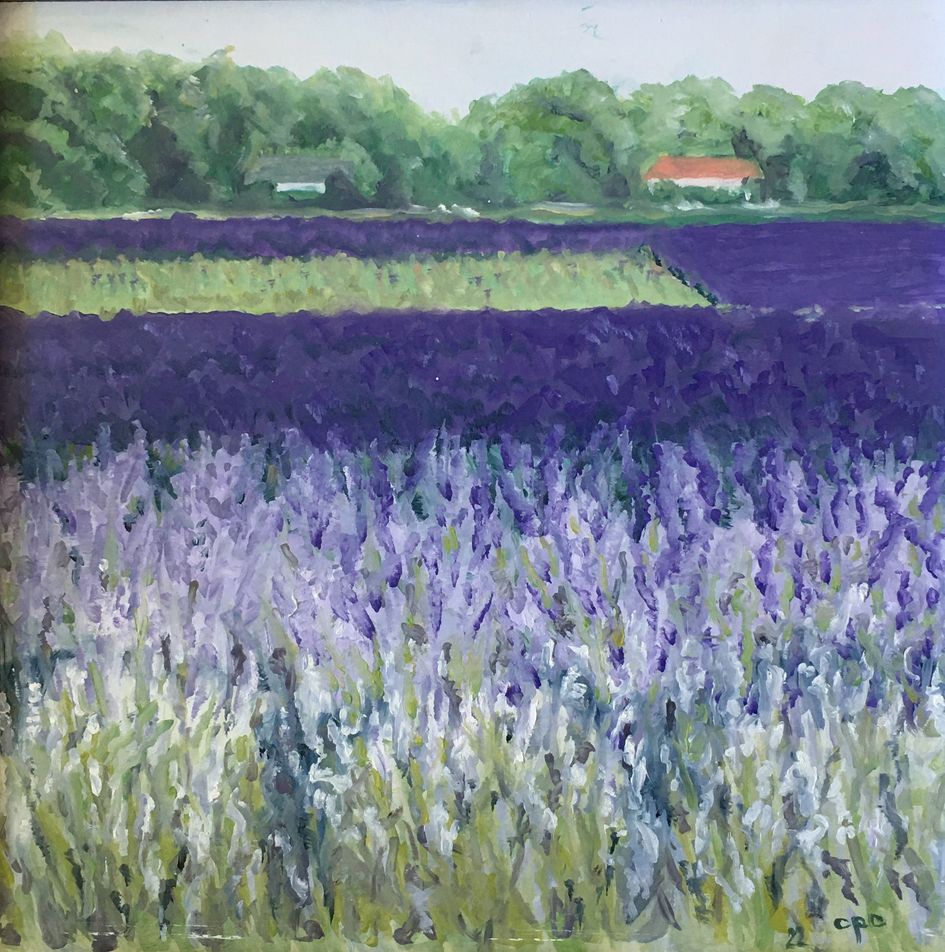 "Lavender Fields, East Marion" by Chris Cohen