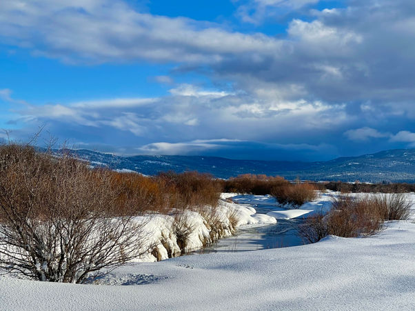 winter meadow.jpeg