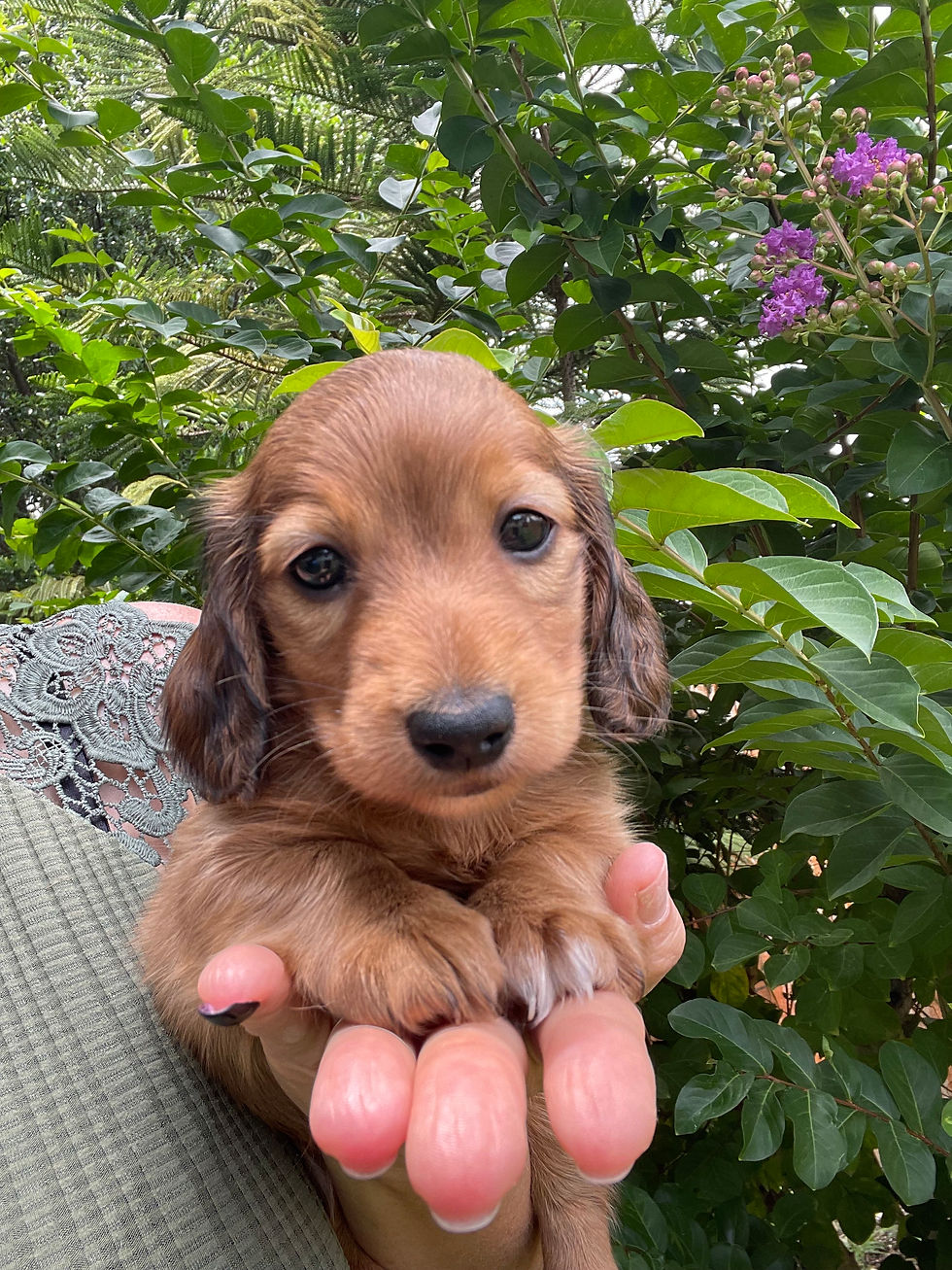RESERVED - Rusty - Shaded Red Male - Long Hair