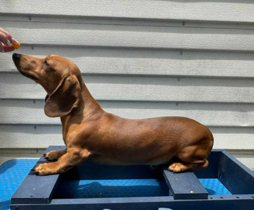 Slinky