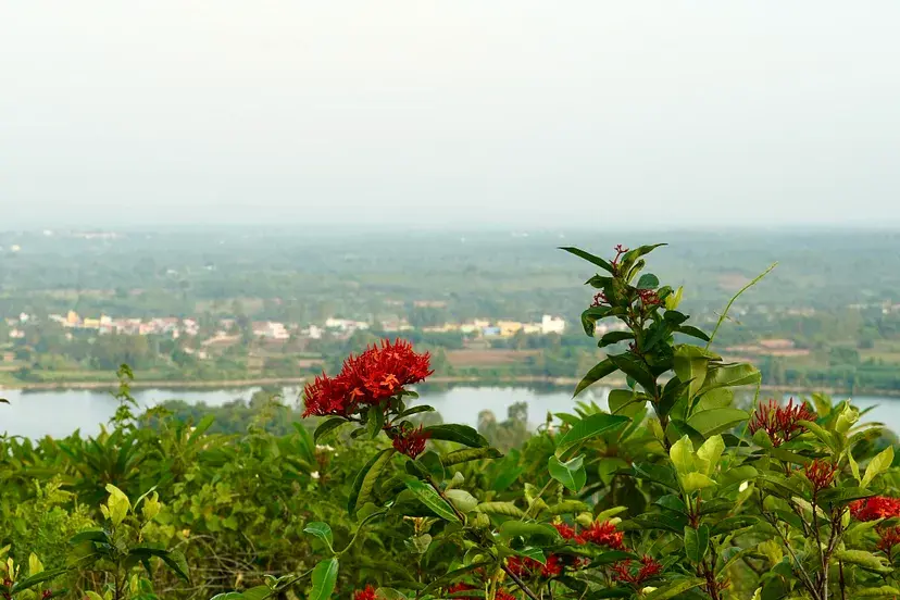 Some of the beautiful flora on Agastya’s Campus Creativity Lab near Kuppam, Andhra Pradesh. The 172 acres of campus were a barren wasteland when they were first purchased by founder Ramji Raghavan in 1999; today, they are an ecological paradise.