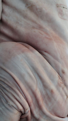pig - 1 (10).jpg