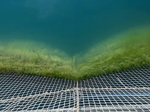 Aquaculture Fish Farm View Full of HABs.webp