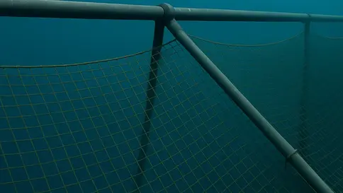 Structural elements of an aquaculture cage showing open netting and surrounding water before fouling pressure escalates