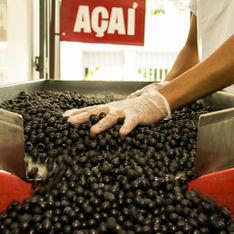 Açaí é reconhecido em lei como fruta nacional; entenda os efeitos jurídicos