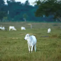 Pará adia para 2030 início da obrigatoriedade de rastrear gado bovino