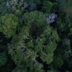 Banco Mundial aprova projeto para proteger florestas do Pará