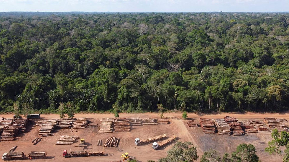 Desmatamento Atinge O Núcleo Intocado Da Floresta Amazônica
