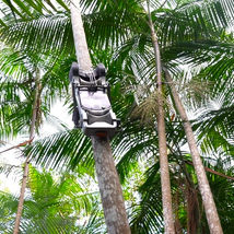 Empresa lança o primeiro robô de colheita de açaí durante o Festival do Açaí em Belém