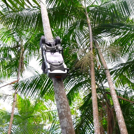 Empresa lança o primeiro robô de colheita de açaí durante o Festival do Açaí em Belém