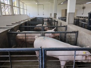 Primeiro clone suíno da América Latina nasce em unidade da Secretaria de Agricultura de SP