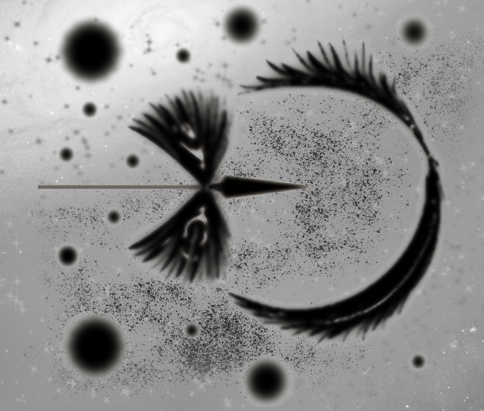 Moonlit Bow: Black