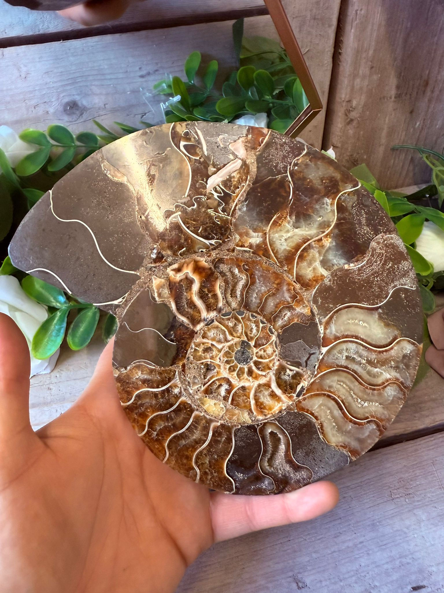 Ammonite Slab