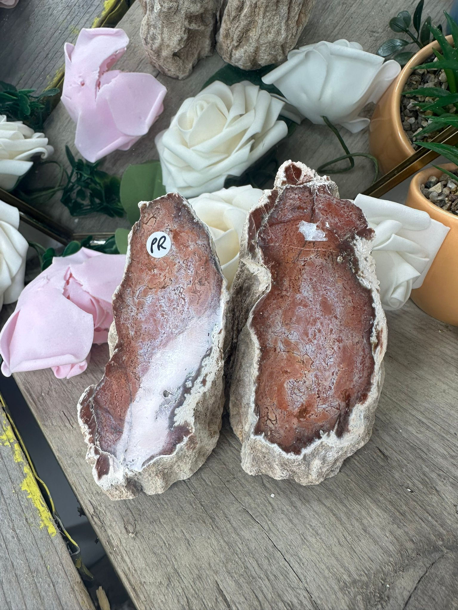 Petrified Wood Pair of Freeforms