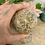 Thumbnail: Russian Flower Agate Sphere