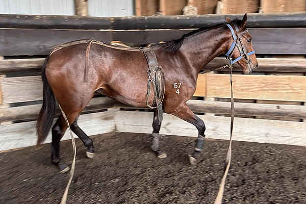 Ace High filly. First Day of education. 08.04.26. R.jpg