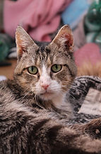 Ein trauriger Gesichtsausdruck einer Katze - so rührend.