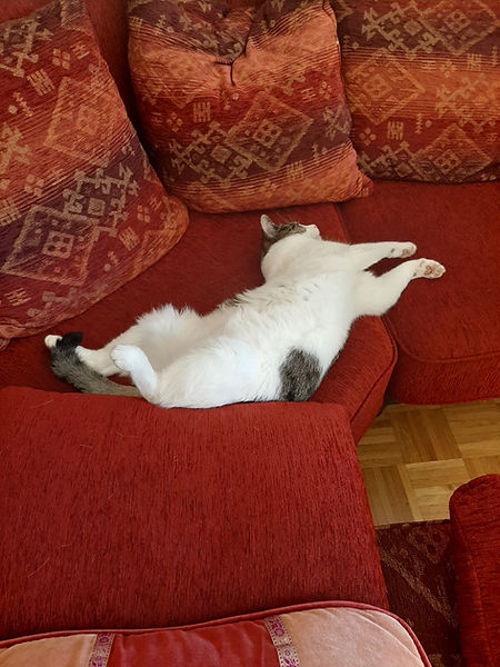 weiß/schwarze Katze liegt ausgestreckt auf rotem Sofa