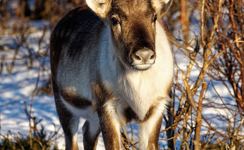 Auszeit im Norden | Stille Natur Durchatmen, für Menschen mit mentaler Dauerbelastung. Rentier im Schnee