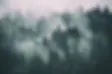 Waldtapete.webp