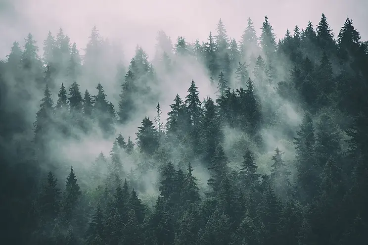 Waldtapete.webp