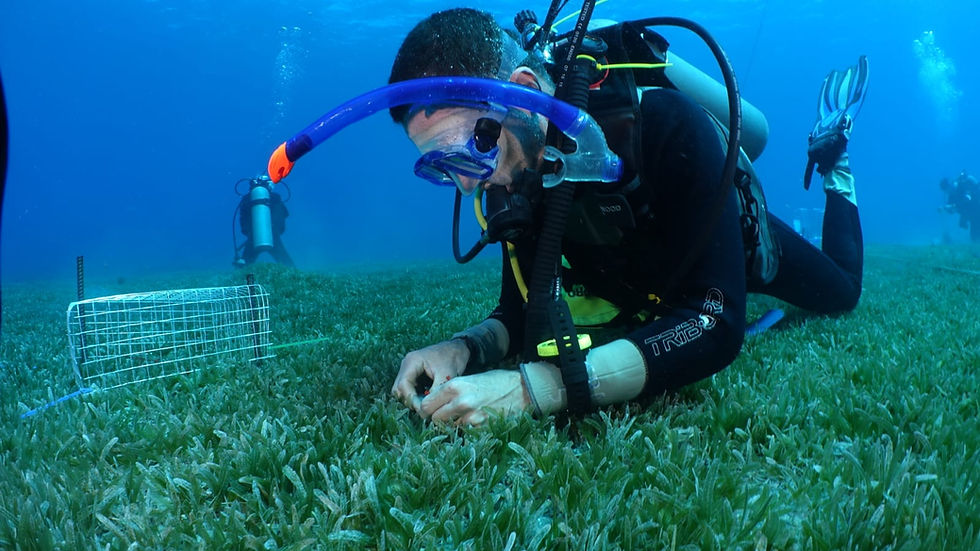 Marking seagrass plants in the Caribbean