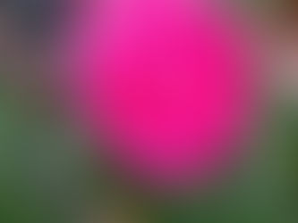 Camellia Paradise Hilda