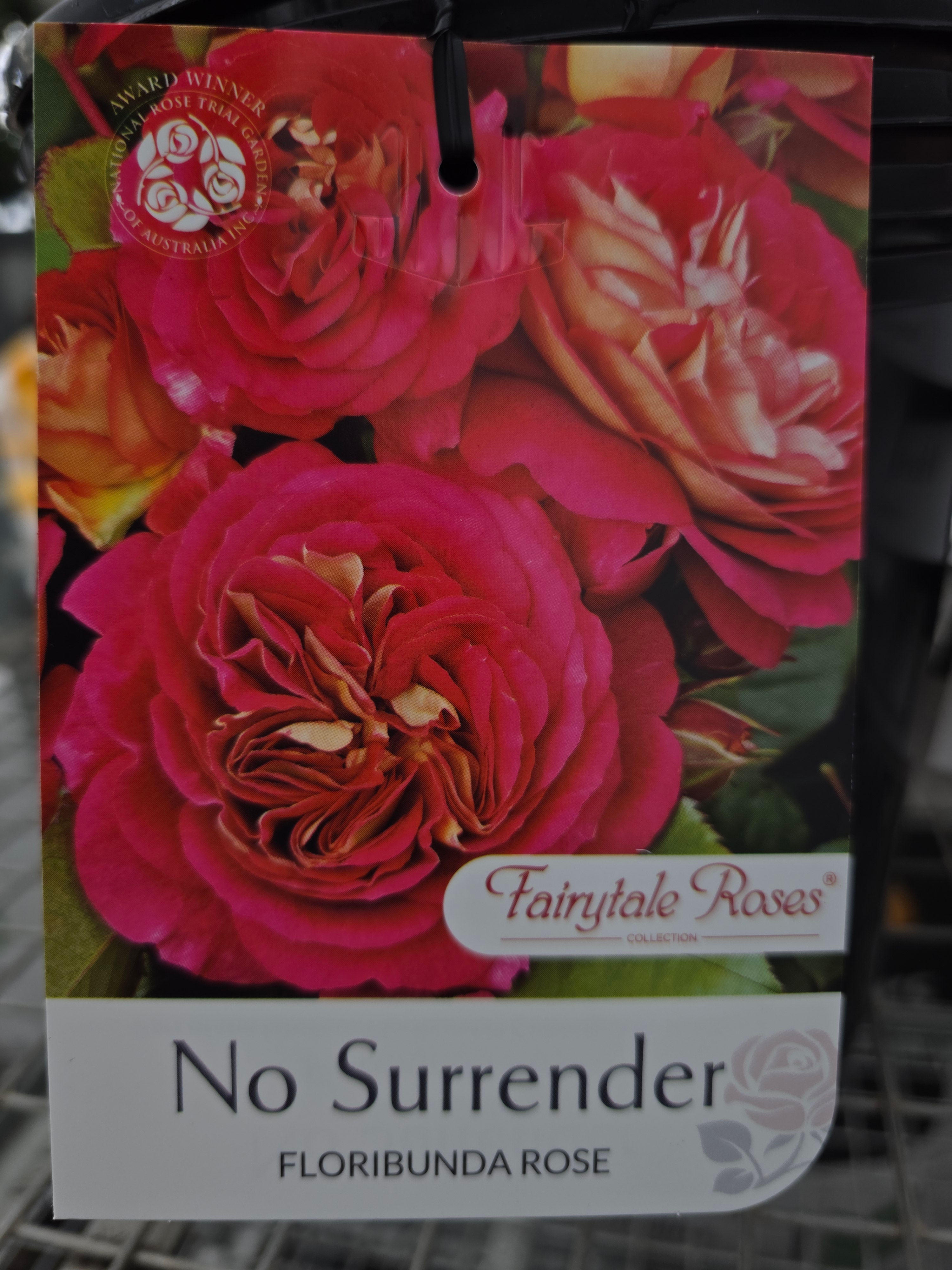 Rose No Surrender