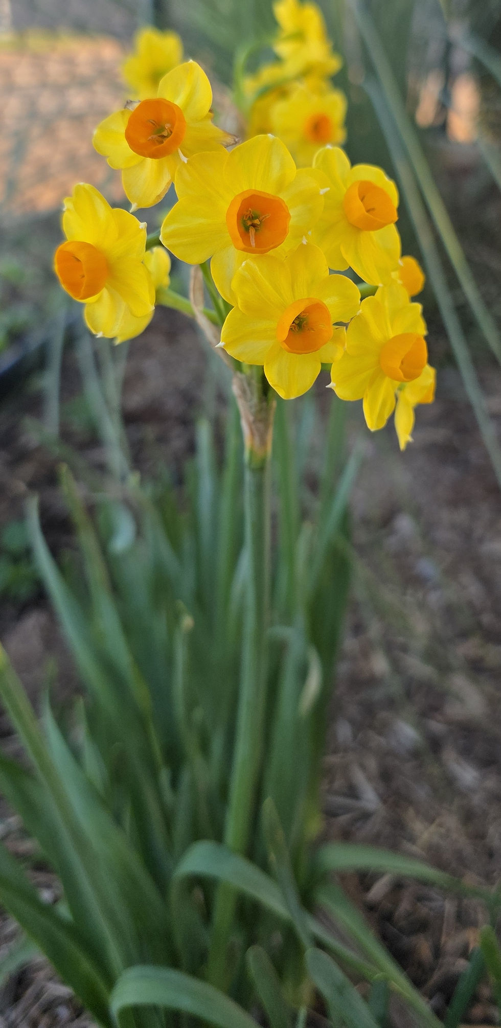 Daffodils