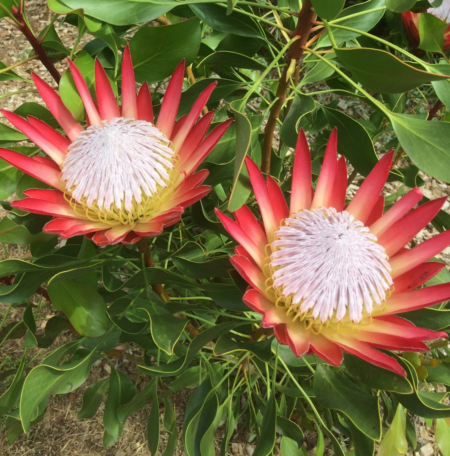 Protea Madiba