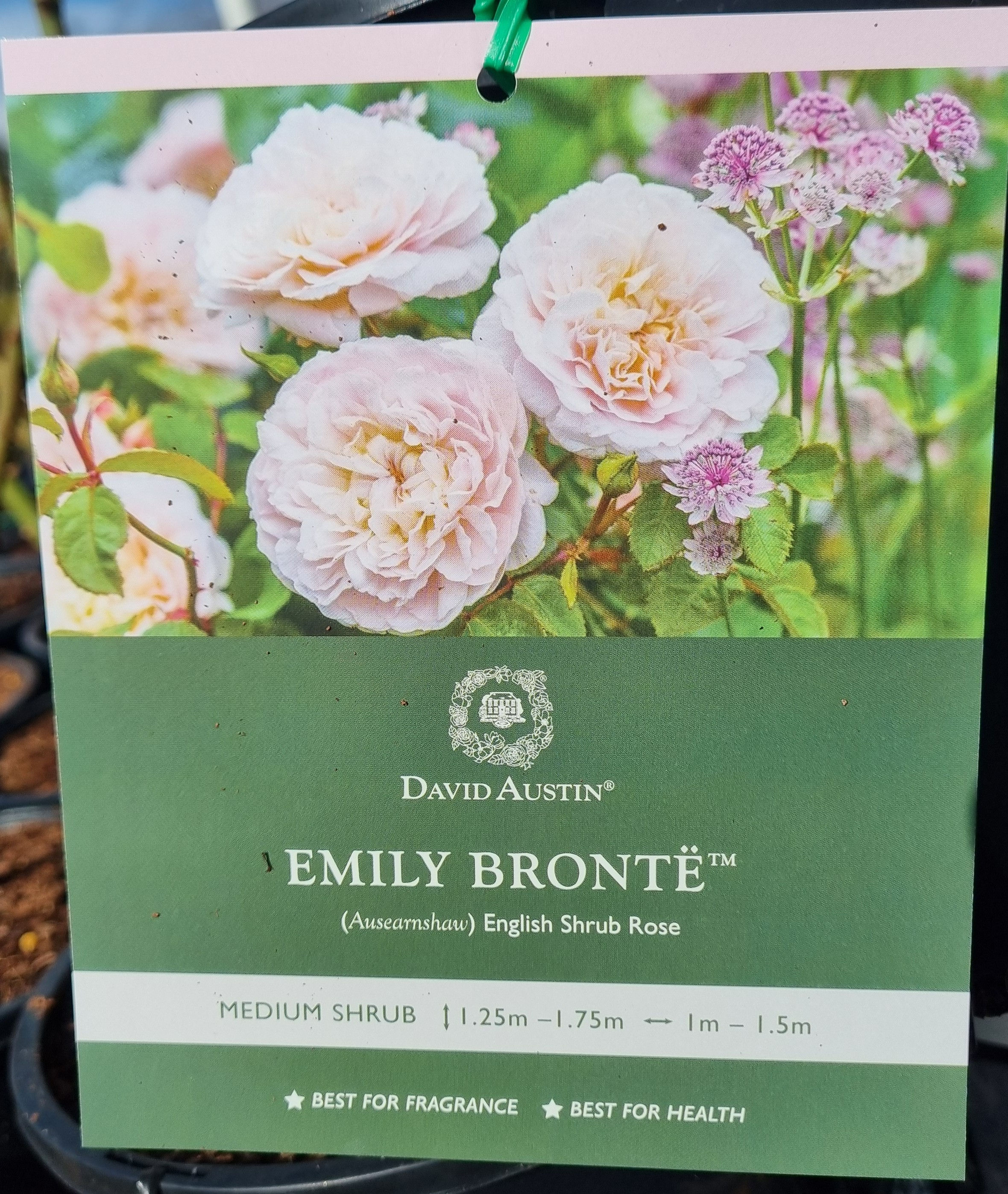 David Austin Rose - Emily Bronte