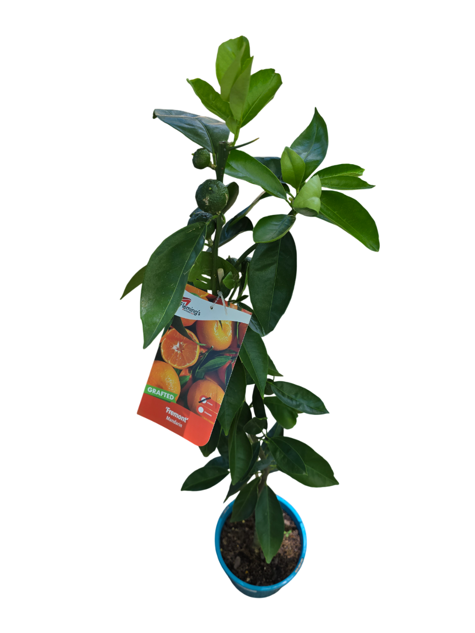 Dwarf Fremont Mandarin