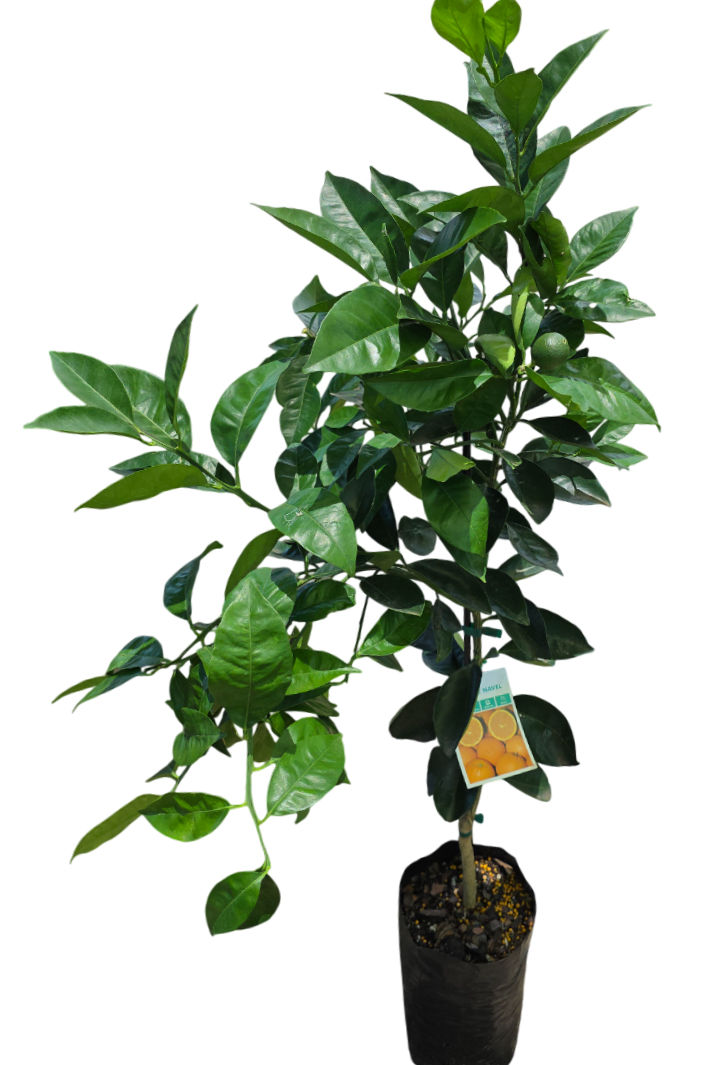 Lanes Late Navel Orange