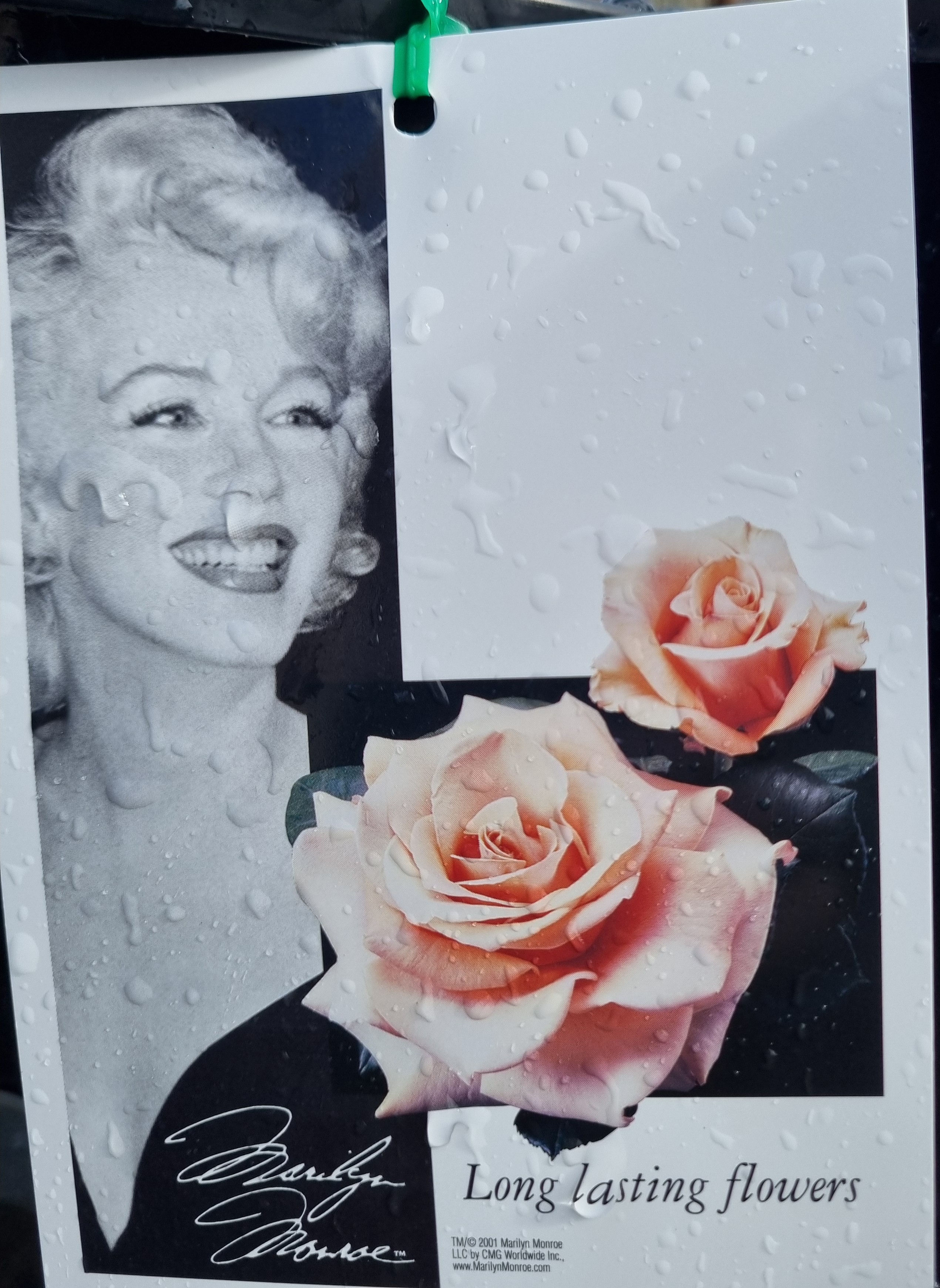 Rose Marilyn Monroe