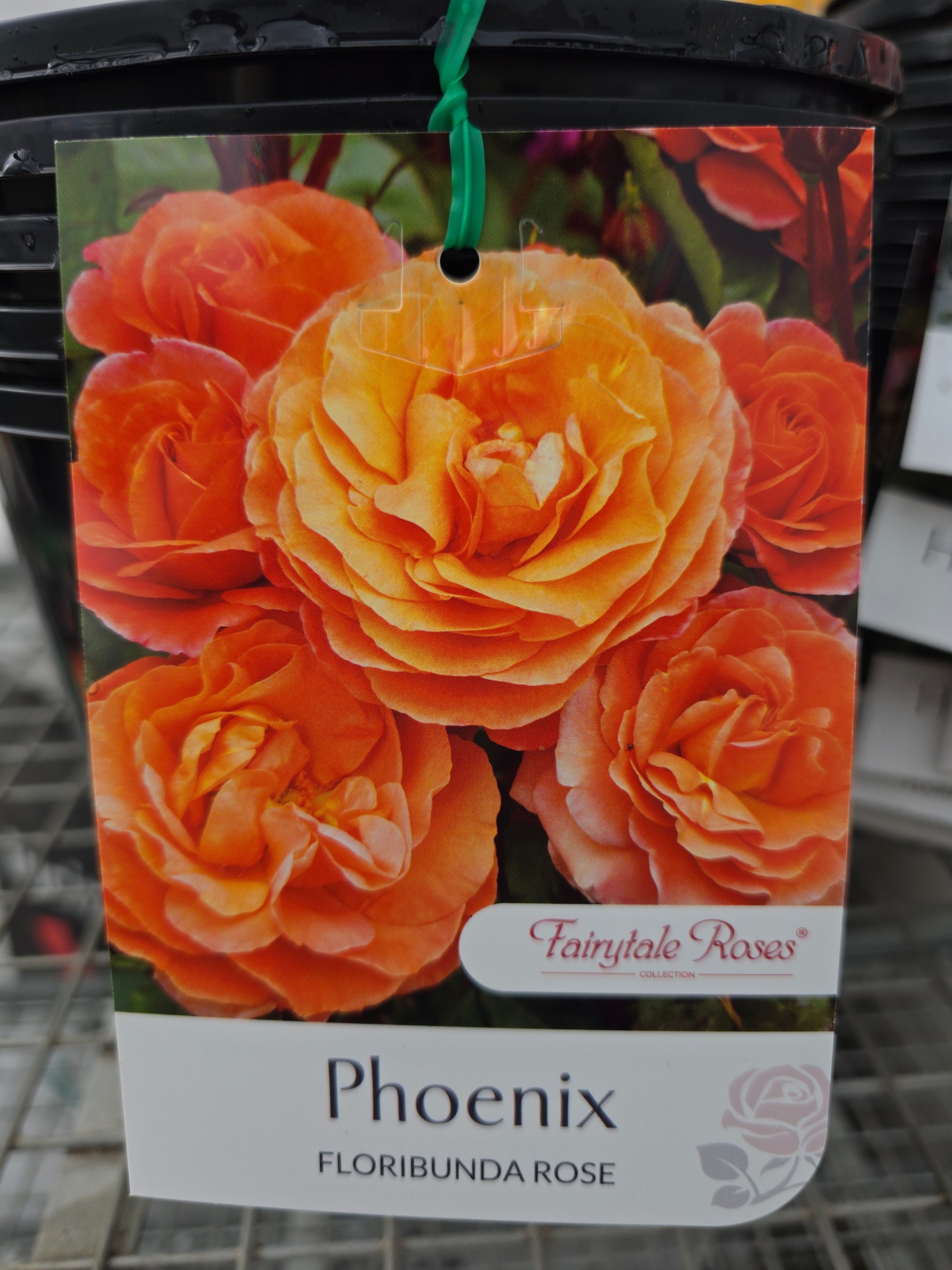 Rose Phoenix