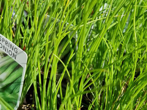 Winter Vegetable Seedlings