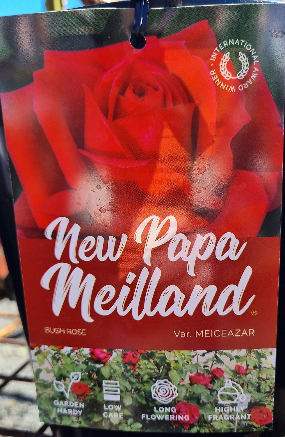 Rose New Papa Meilland