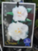 Camellia Snow