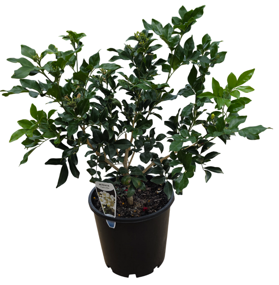 Murraya Paniculata
