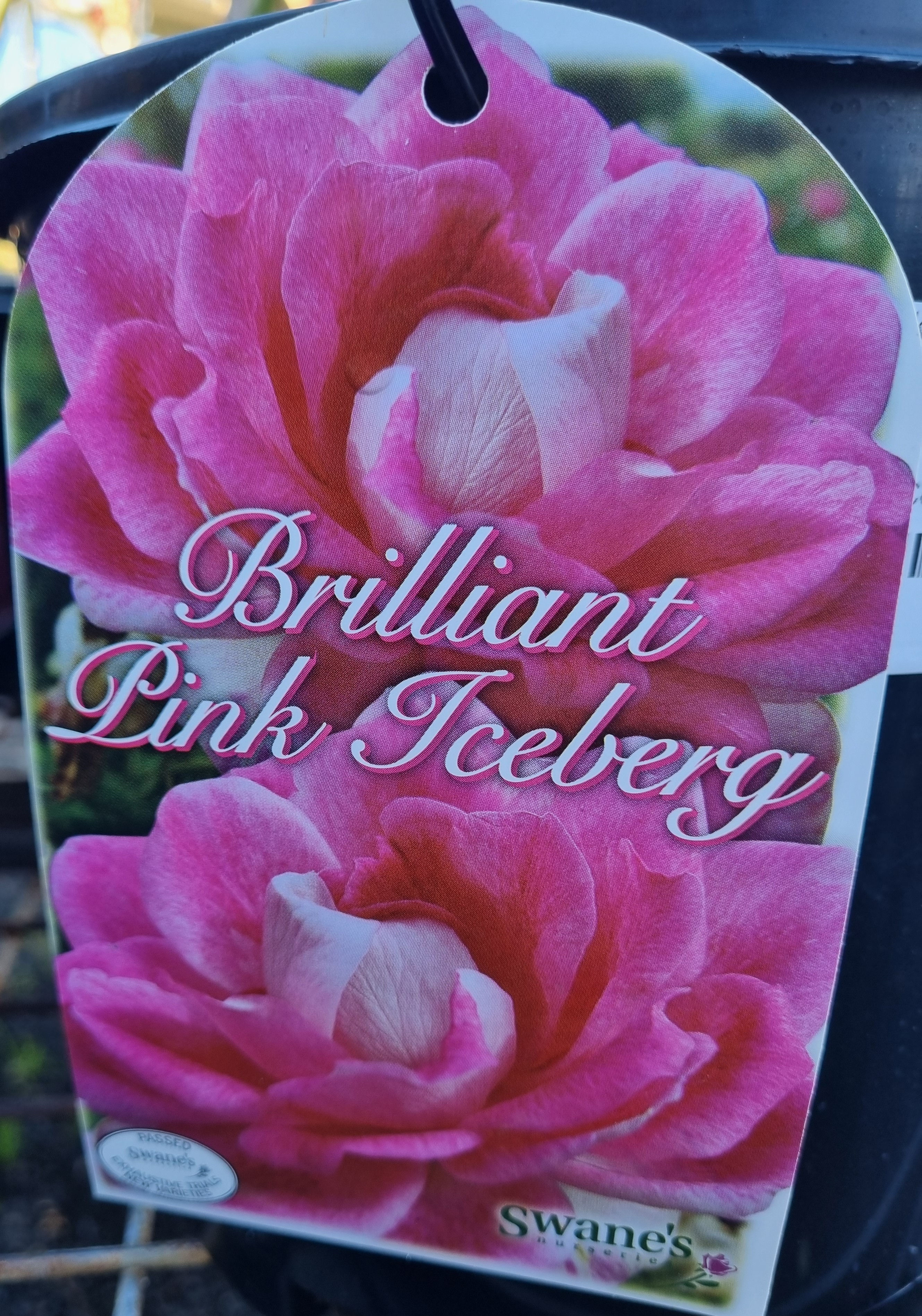 Rose Brilliant Pink Iceberg