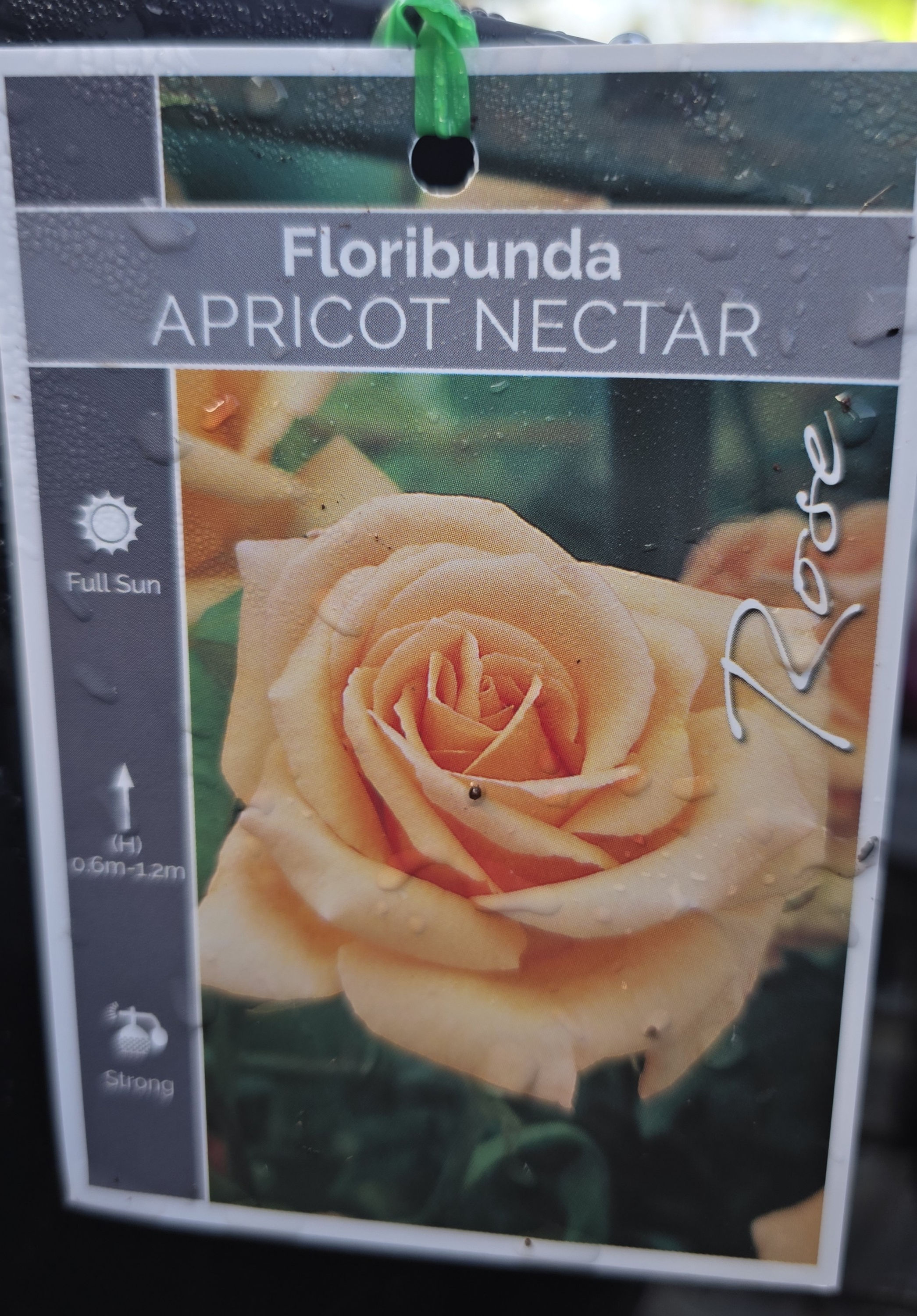 Rose Apricot Nectar