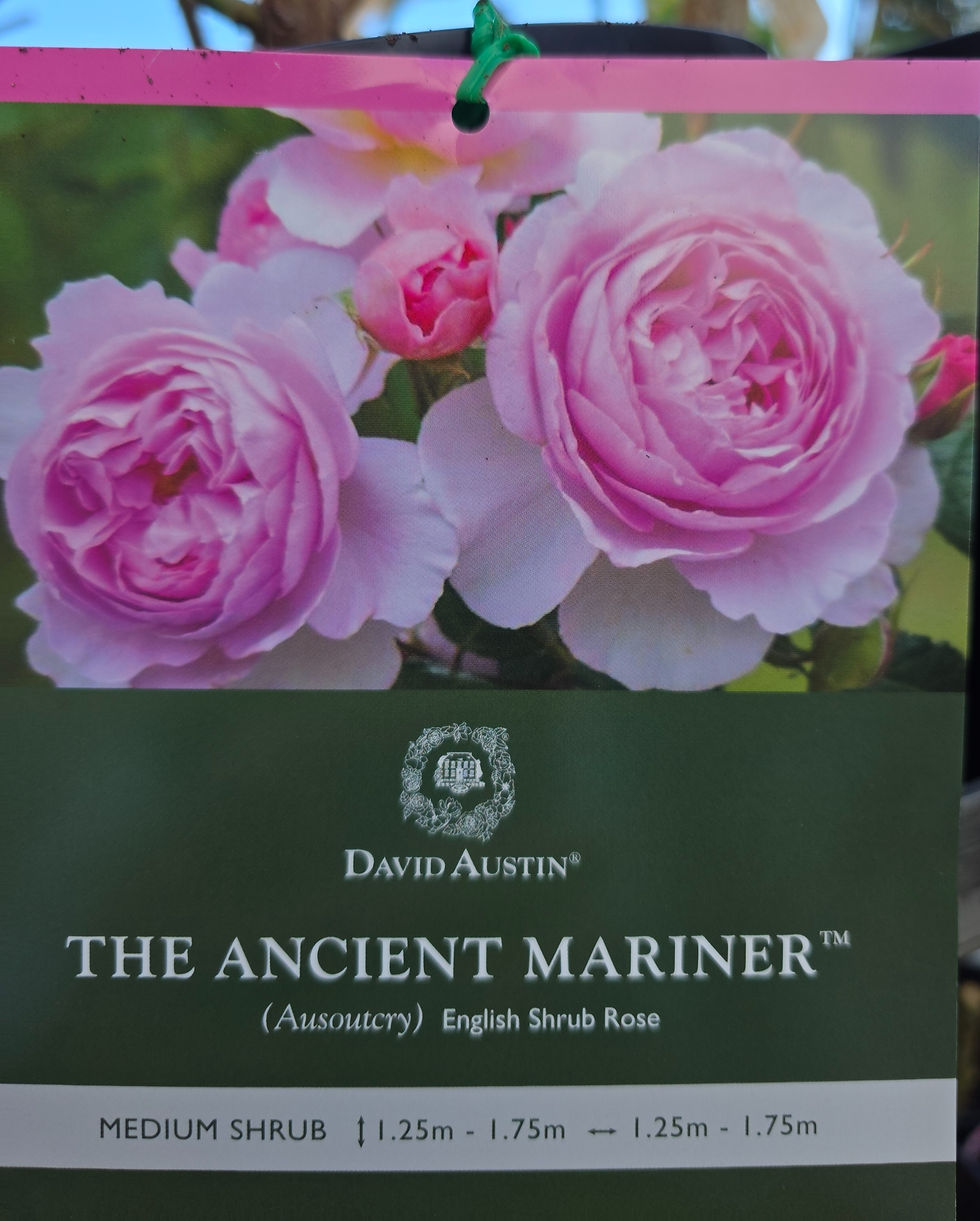 David Austin Rose The Ancient Mariner