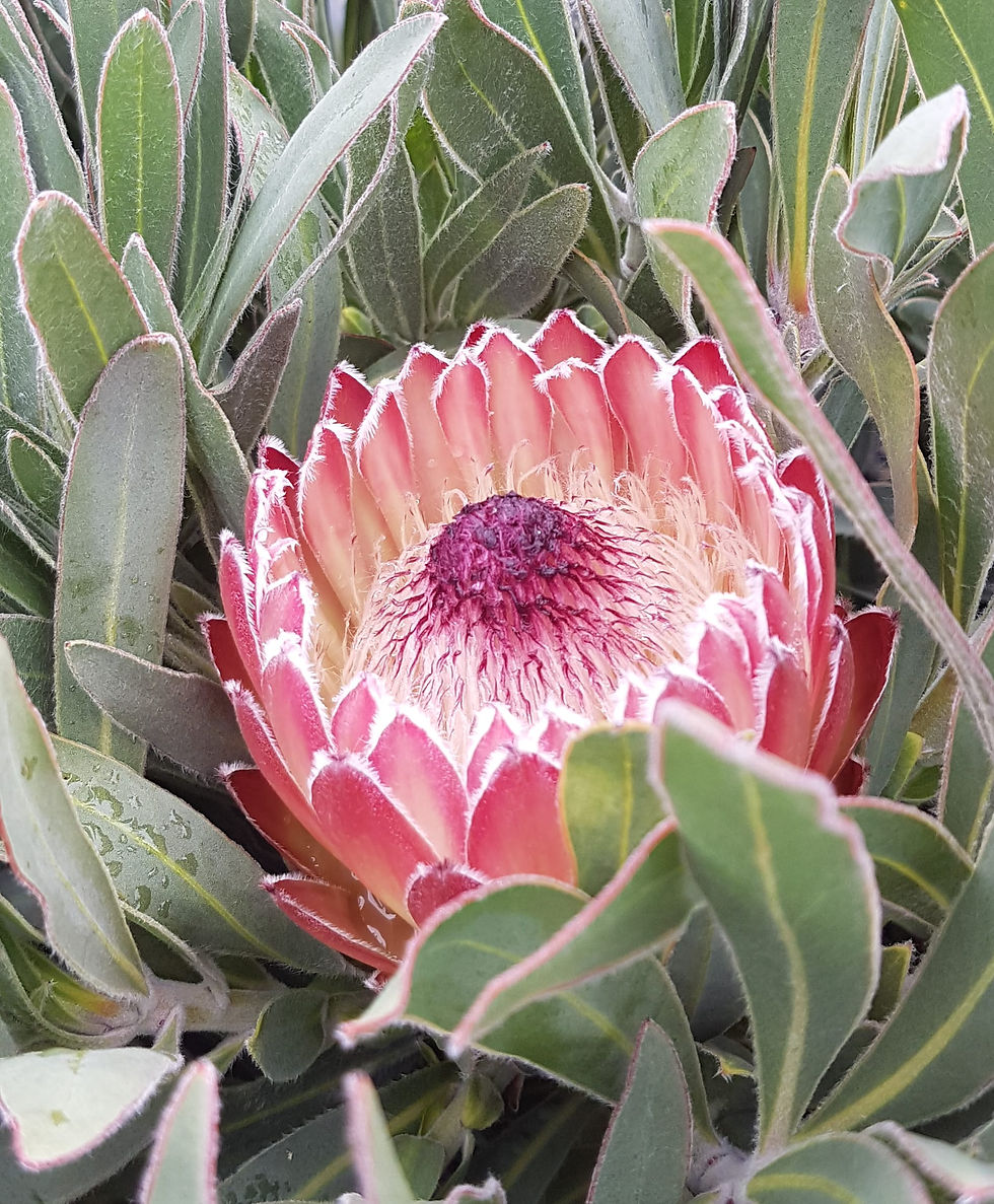 Protea Juliet
