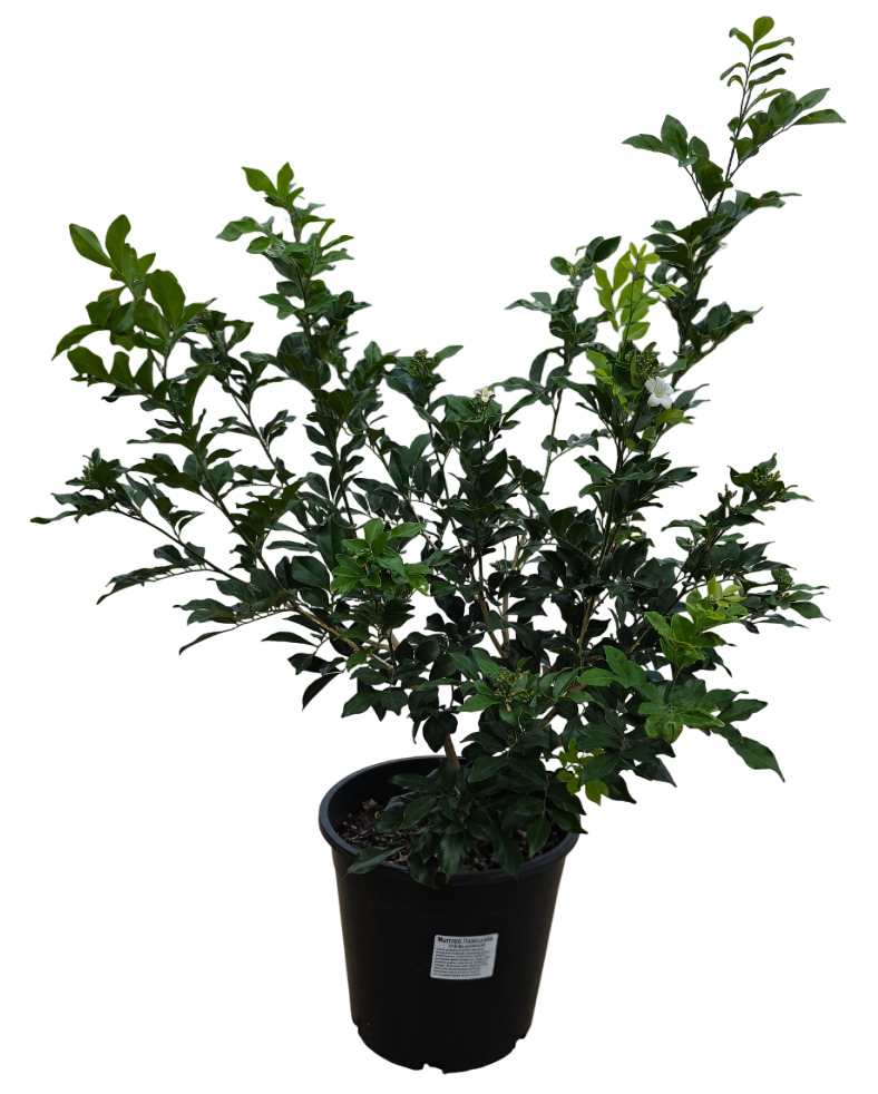 Thumbnail: Murraya Paniculata
