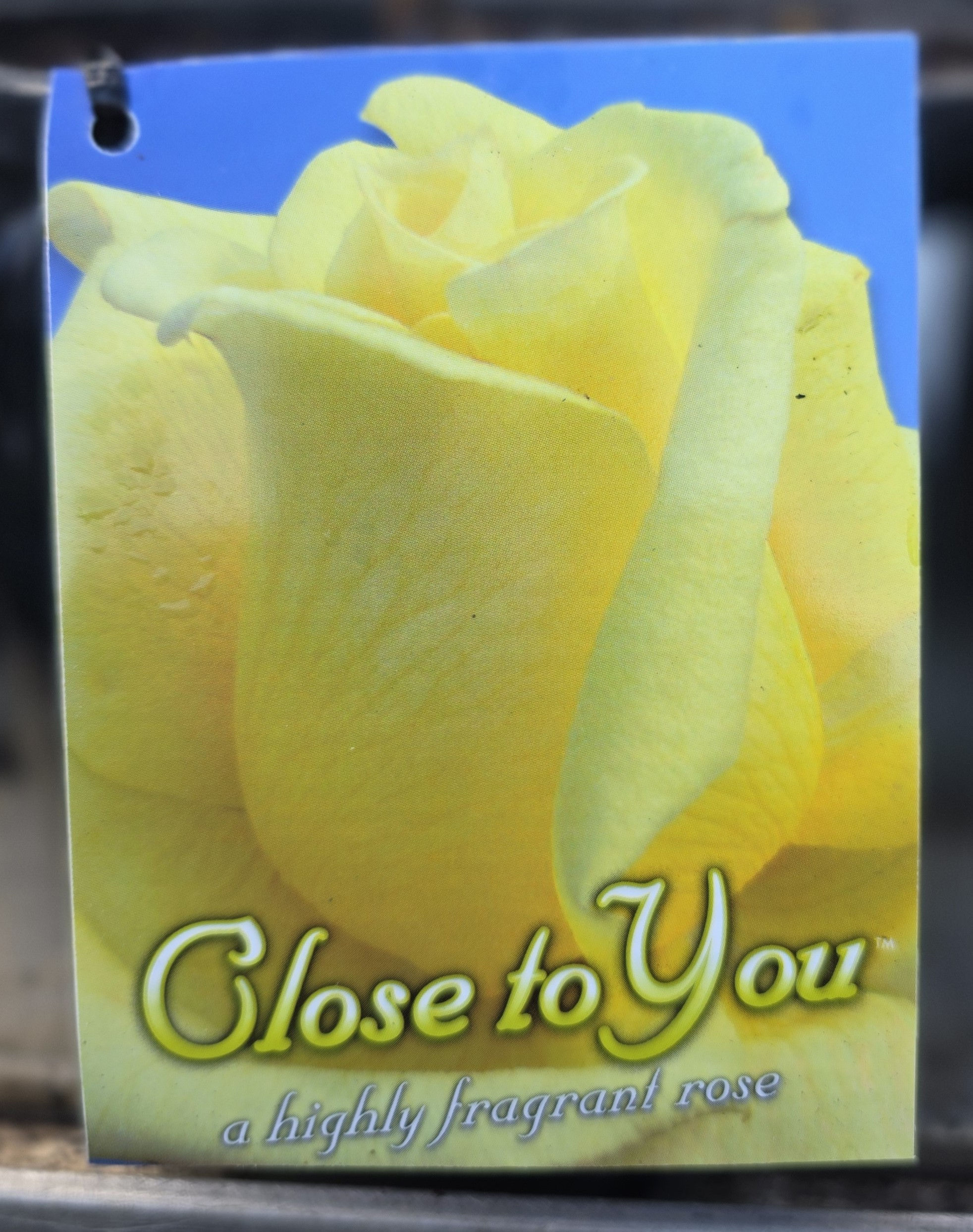 Rose Close to You