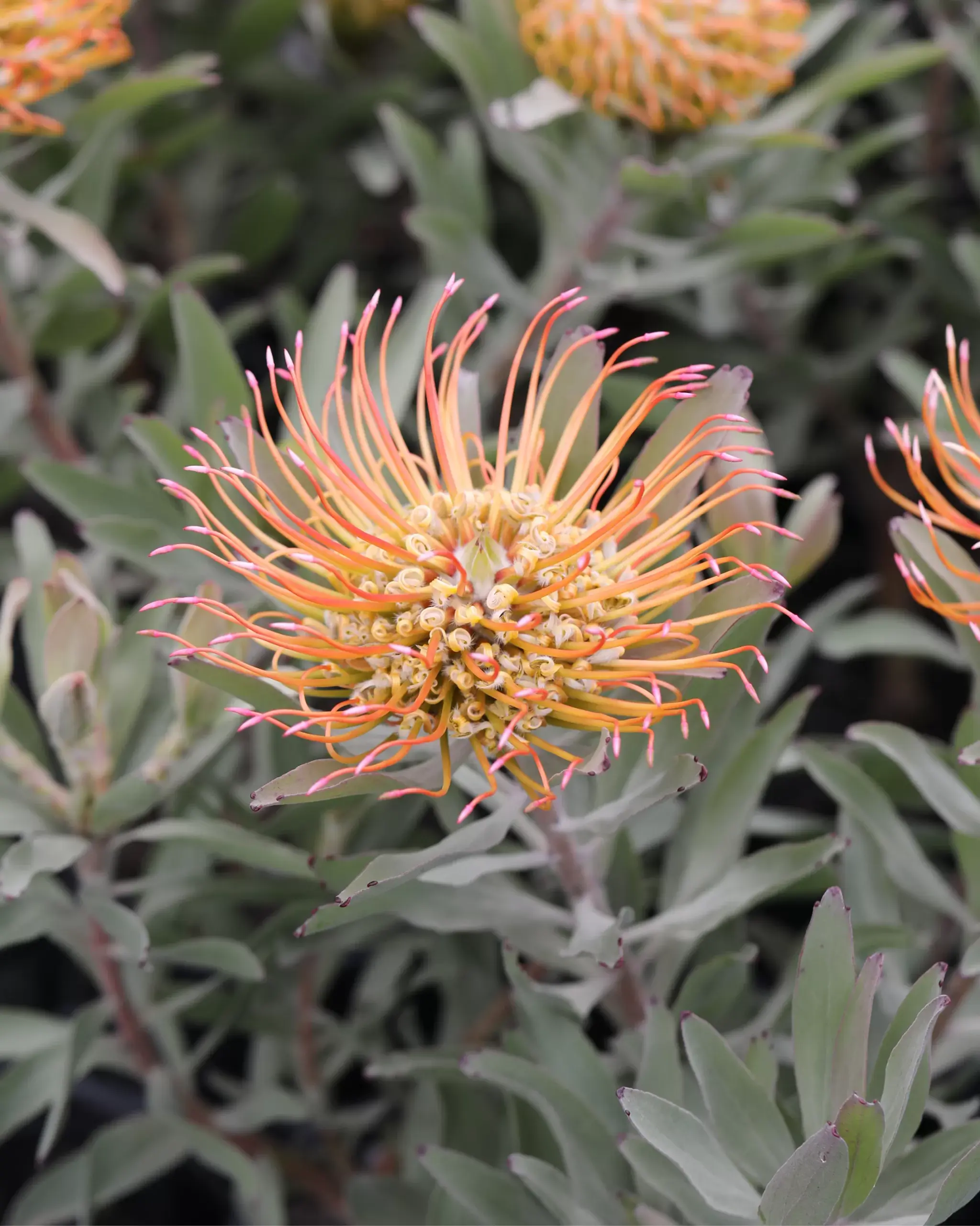 Leucospermum Catherinae