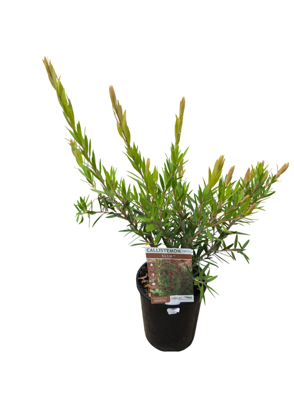 Callistemon Slim