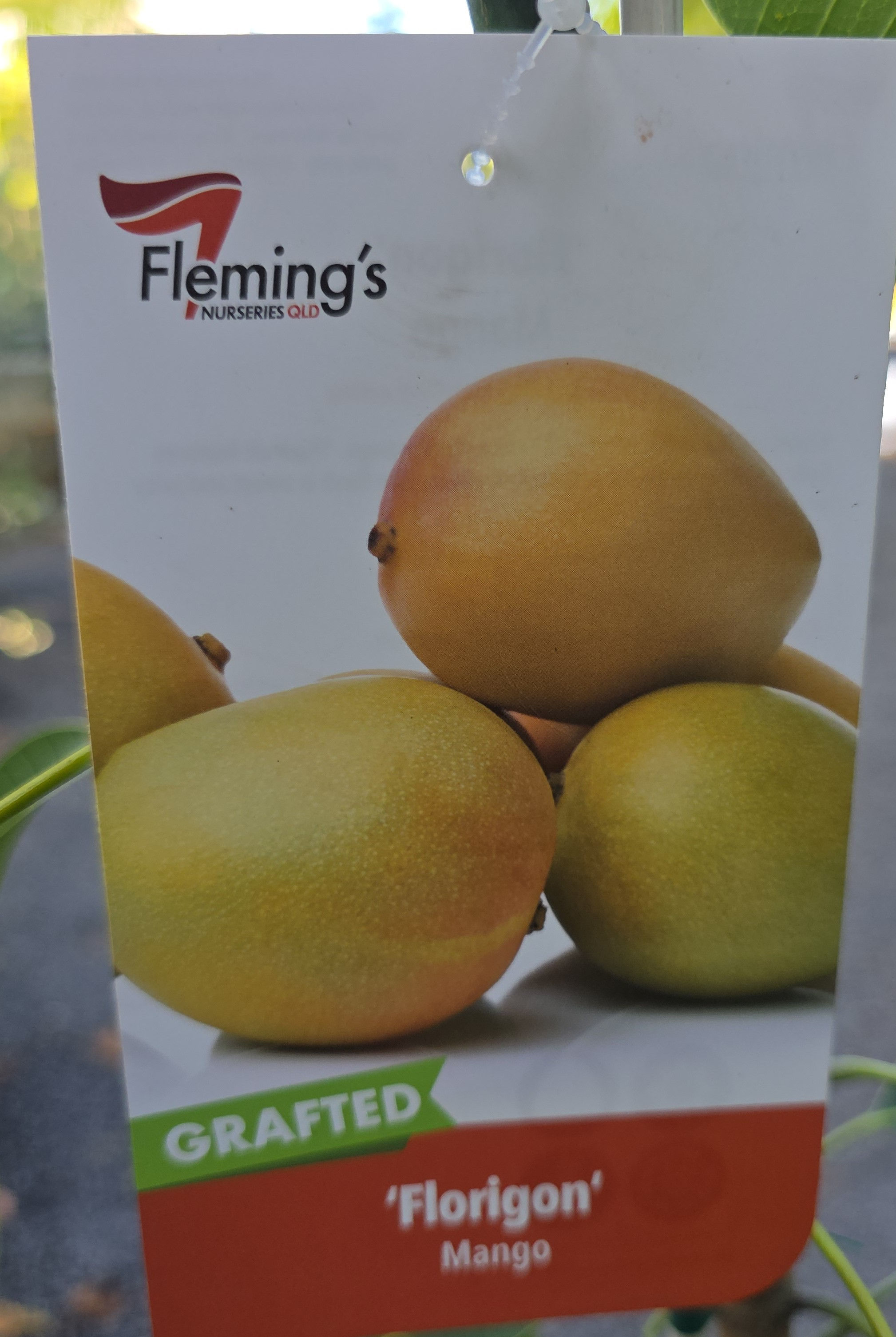 Florigon Mango Tree