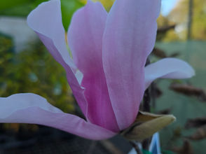 Growing Deciduous Magnolias in Toowoomba Gardens