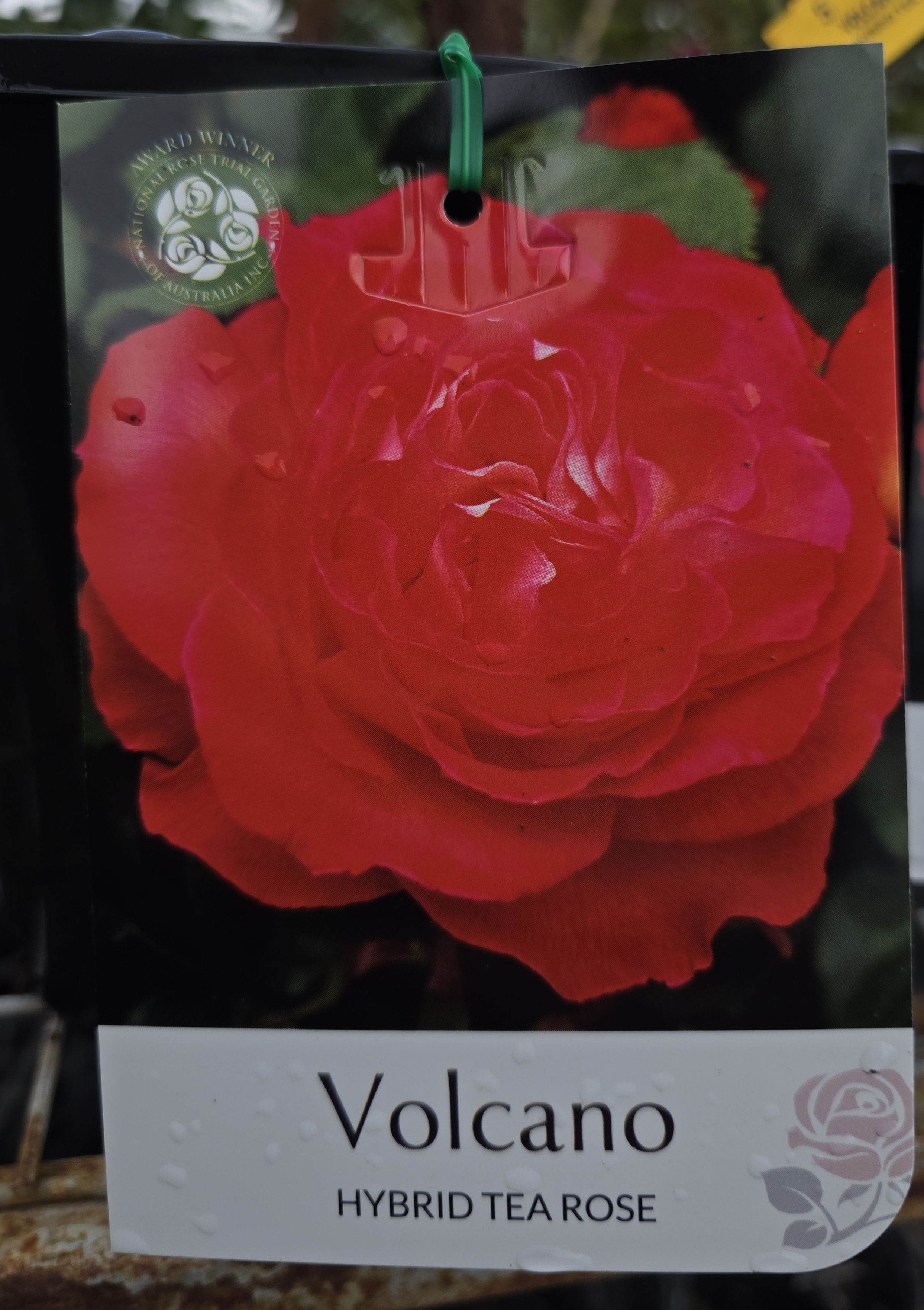 Rose Volcano